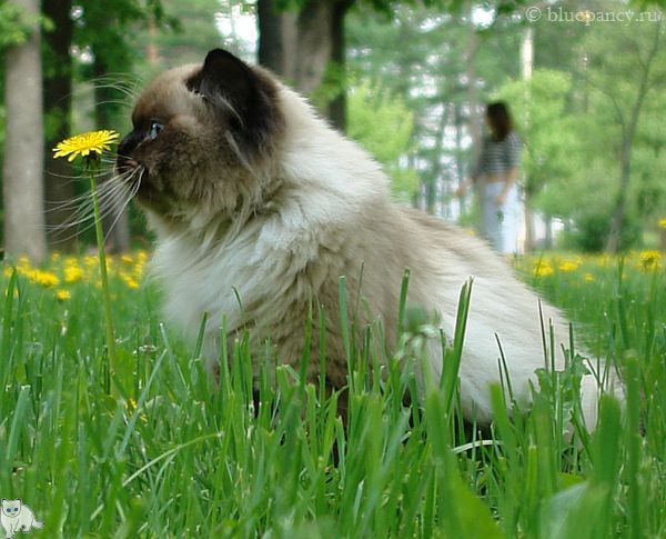 Photo Apache Blue Pancy British longhair, seal-point, age 9 months