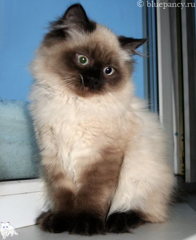 Photo Apache Blue Pancy British longhair, seal-point, age 4.5 months