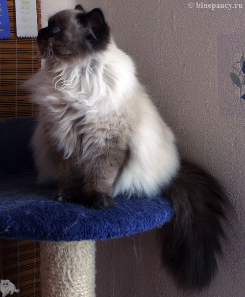 Photo Apache Blue Pancy British longhair, seal-point, age 8 months