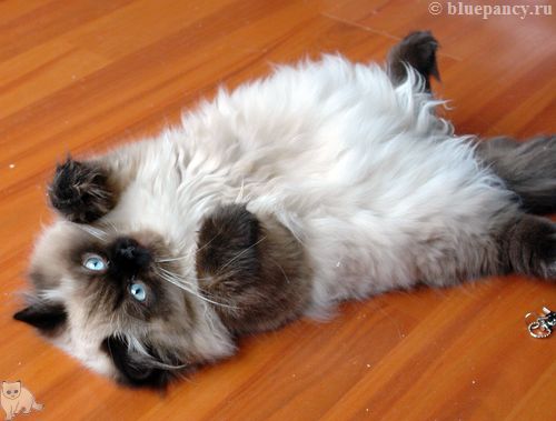 Photo Apache Blue Pancy British longhair, seal-point, age 5.5 months