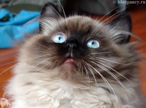 Photo Apache Blue Pancy British longhair, seal-point, age 5.5 months