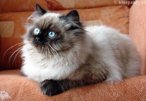 Photo Apache Blue Pancy British longhair, seal-point, age 5.5 months
