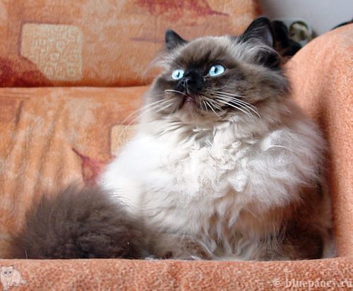Photo Apache Blue Pancy British longhair, seal-point, age 8 months