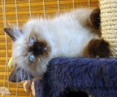 Photo Apache Blue Pancy British longhair, seal-point, age 11 weeks
