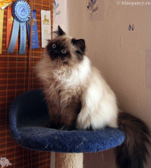 Photo Apache Blue Pancy British longhair, seal-point, age 8 months