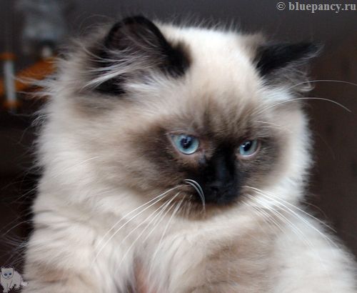 Photo Apache Blue Pancy British longhair, seal-point, age 4.5 months