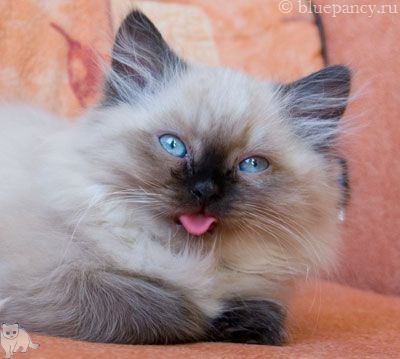 Photo Apache Blue Pancy British longhair, seal-point, age 2 months and 11 days