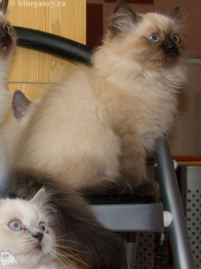 Photo Apache Blue Pancy British longhair, seal-point, age 2 months and 20 days