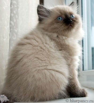 Photo Apache Blue Pancy British longhair, seal-point, age 2 months