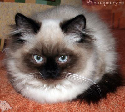 Photo Apache Blue Pancy British longhair, seal-point, age 4.5 months