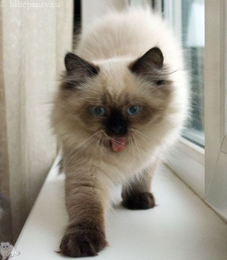 Photo Apache Blue Pancy British longhair, seal-point, age 3 months and 8 days