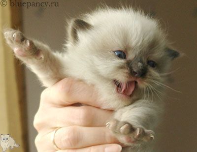 Photo Apache Blue Pancy British longhair, seal-point, age 3 weeks