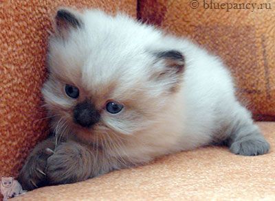 Photo Apache Blue Pancy British longhair, seal-point, age 4 weeks