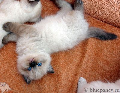 Photo Apache Blue Pancy British longhair, seal-point, age 1 month 1 week and 1 day