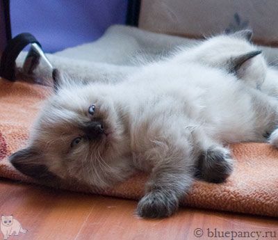 Photo Apache Blue Pancy British longhair, seal-point, age 6 weeks