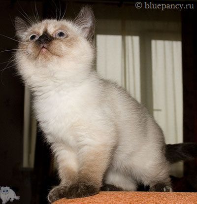 Photo Arthur Blue Pancy British shorthair, seal-point, age 11 weeks