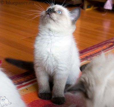 Photo Arthur Blue Pancy British shorthair, seal-point, age 2 months and 10 days