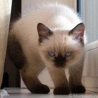 Photo Arthur Blue Pancy British shorthair, seal-point, age 2 months and 11 days