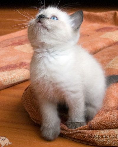 Photo Arthur Blue Pancy British shorthair, seal-point, age 6 weeks
