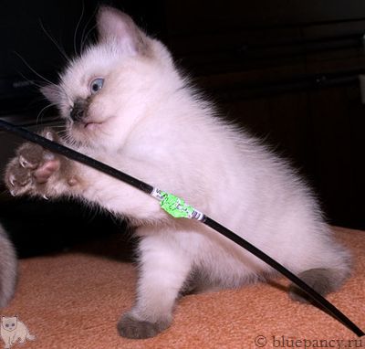 Photo Arthur Blue Pancy British shorthair, seal-point, age 8 weeks