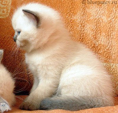 Photo Arthur Blue Pancy British shorthair, seal-point, age 1 month