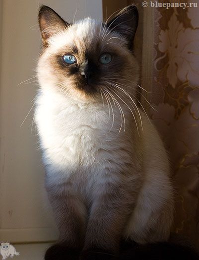Photo Arthur Blue Pancy British shorthair, seal-point, age 3 months and 20 days