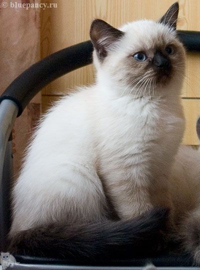Photo Arthur Blue Pancy British shorthair, seal-point, age 2 months and 20 days