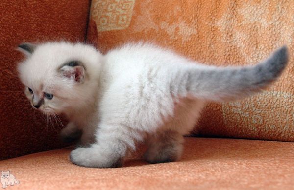 Photo Black Jack Blue Pancy British longhair, seal tabby point,<br>neutered, age 1 month