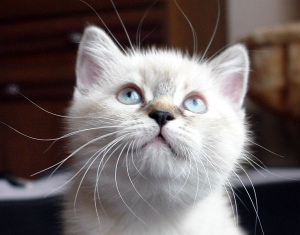 Photo Brunhilde Blue Pancy British shorthair, torty tabby-point, age 2 month and 1 week