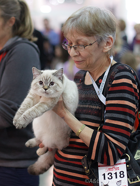 Photo Brunhilde Blue Pancy British shorthair, torty tabby-point, age 4 month and 3 week, at the Best