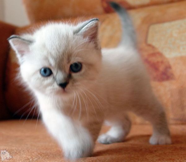 Photo Brunhilde Blue Pancy British shorthair, torty tabby-point, age 1 month