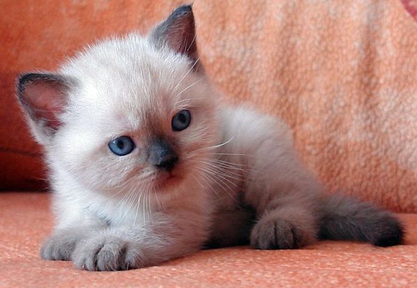 Photo Bruce Blue Pancy British shorthair, seal point,<br>neutered, age 1 month