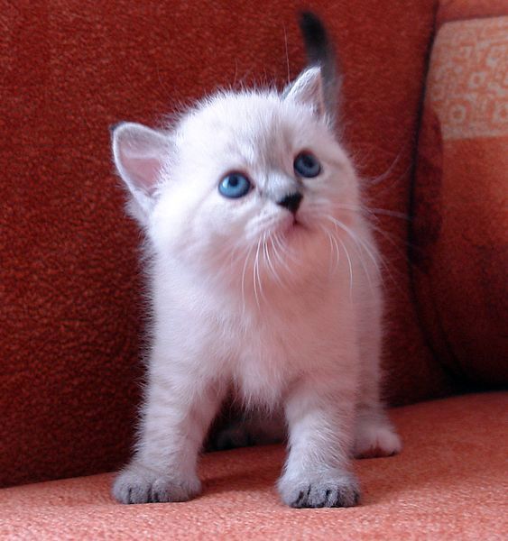 Photo Brunhilde Blue Pancy British shorthair, torty tabby-point, age 1 month