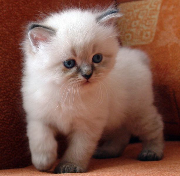 Photo Black Jack Blue Pancy British longhair, seal tabby point,<br>neutered, age 1 month