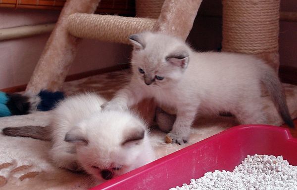 Photo Brunhilde Blue Pancy British shorthair, torty tabby-point, age 1 month