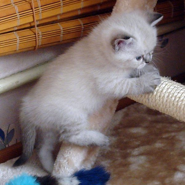 Photo Brunhilde Blue Pancy British shorthair, torty tabby-point, age 1 month