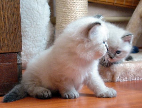 Photo Black Jack Blue Pancy British longhair, seal tabby point,<br>neutered, age 1 month