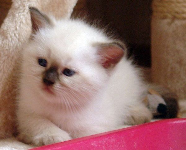 Photo Brad Blue Pancy British shorthair chocolate point,<br>neutered, age 1 month