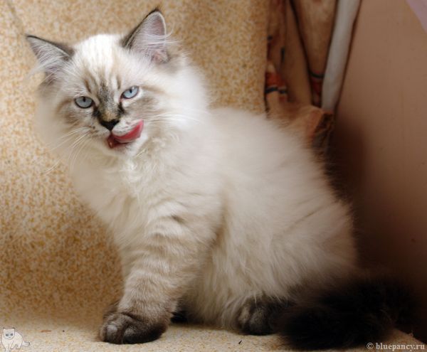 Photo Black Jack Blue Pancy British longhair, seal tabby point,<br>neutered, age 3 month and 3 weeks