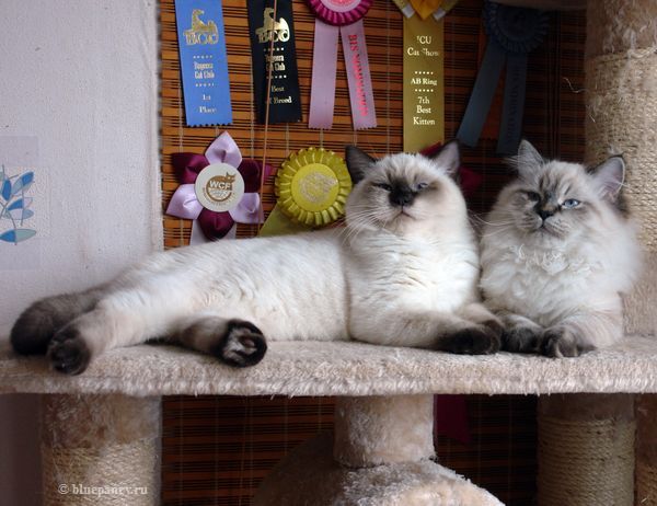 Photo Brad Blue Pancy British shorthair chocolate point,<br>neutered, age 4.5 month, with brother Black Jack