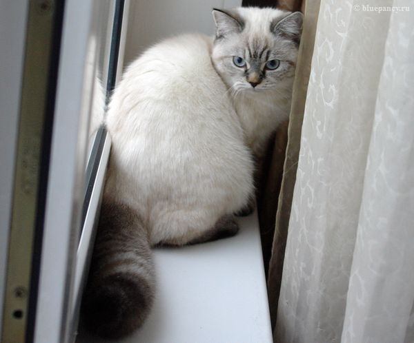Photo Brunhilde Blue Pancy British shorthair, torty tabby-point, age 5 month and 1 week, at the Best