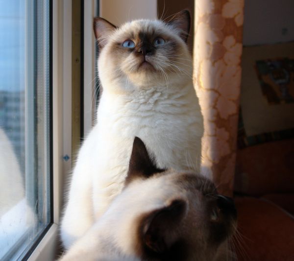 Photo Brad Blue Pancy British shorthair chocolate point,<br>neutered, age 5 month and 2 week