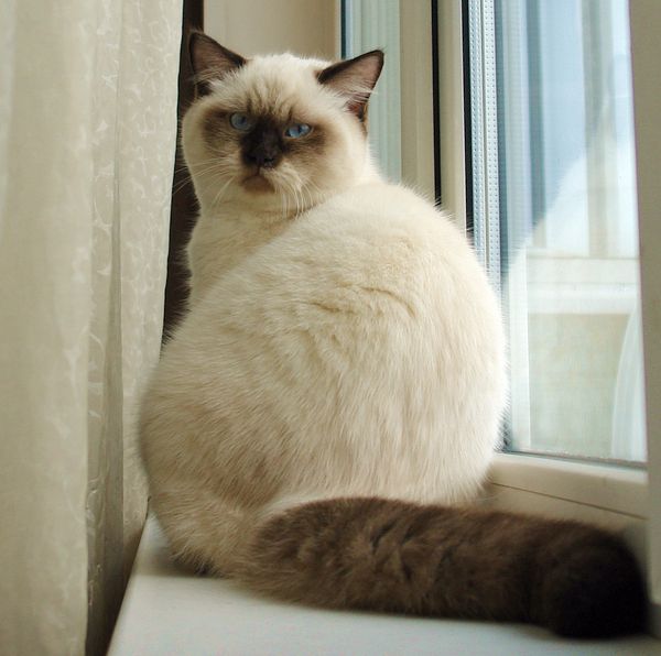 Photo Brad Blue Pancy British shorthair chocolate point,<br>neutered, age 5 month and 3 week
