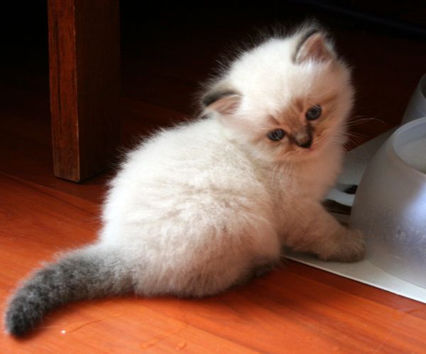 Photo Black Jack Blue Pancy British longhair, seal tabby point,<br>neutered, age 1 month