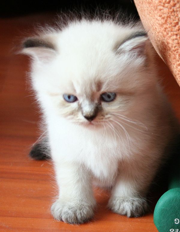 Photo Black Jack Blue Pancy British longhair, seal tabby point,<br>neutered, age 1 month