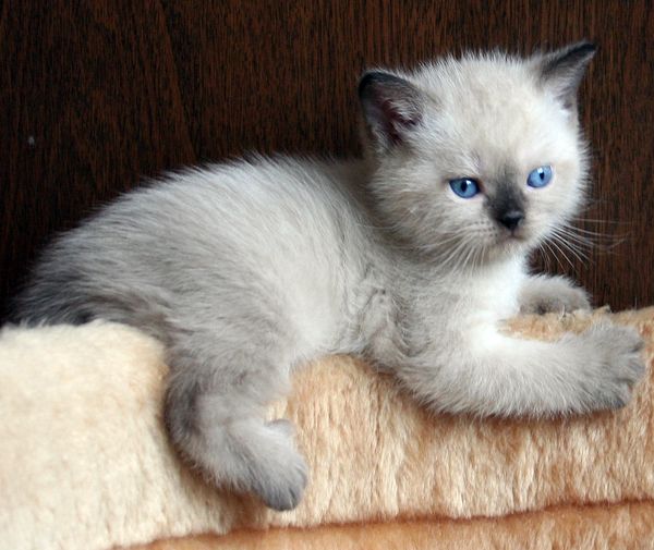 Photo Bruce Blue Pancy British shorthair, seal point,<br>neutered, age 1 month