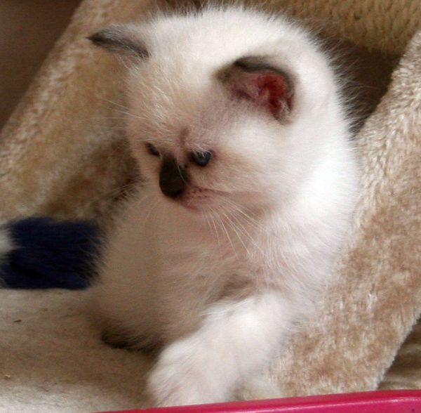 Photo Brad Blue Pancy British shorthair chocolate point,<br>neutered, age 1 month