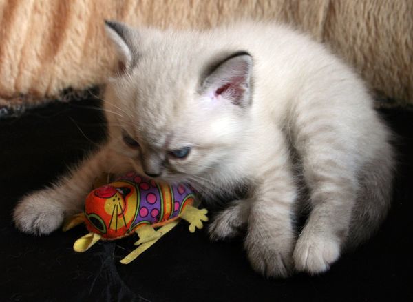 Photo Brunhilde Blue Pancy British shorthair, torty tabby-point, age 1 month