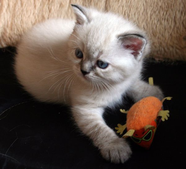Photo Brunhilde Blue Pancy British shorthair, torty tabby-point, age 1 month