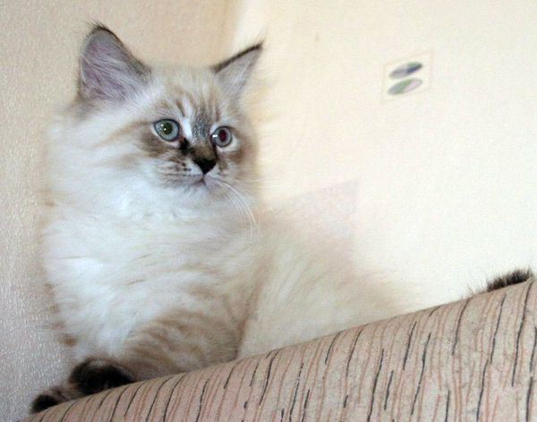 Photo Black Jack Blue Pancy British longhair, seal tabby point,<br>neutered, age 2 month and 3 weeks